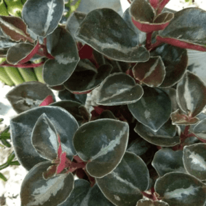 tanaman indor begonia